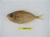 藏品(小牙鰏)的圖片